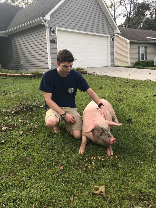 Josh Walls and Flo the rescue pig.