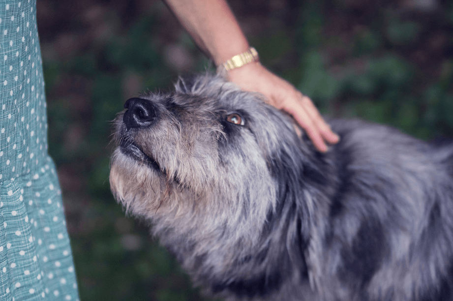 Woman petting dog.